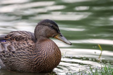 2024 gölündeki ördekler