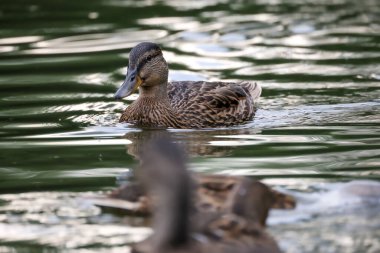2024 gölündeki ördekler