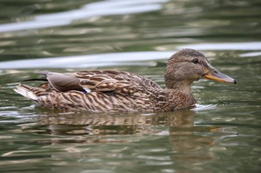2024 gölündeki ördekler