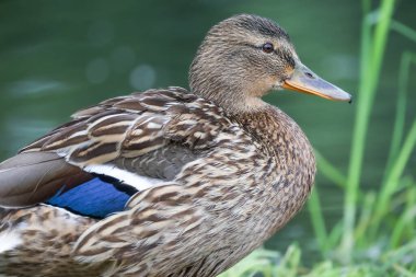 2024 gölündeki ördekler