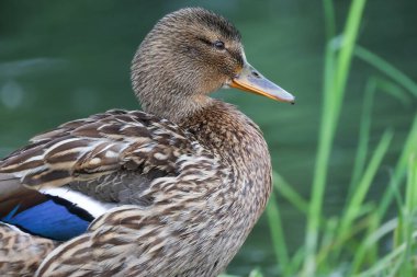 2024 gölündeki ördekler