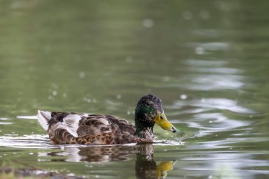 2024 gölündeki ördekler