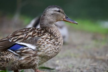 2024 gölündeki ördekler