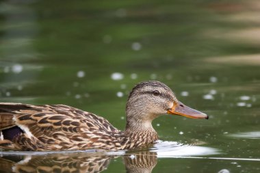 2024 gölündeki ördekler