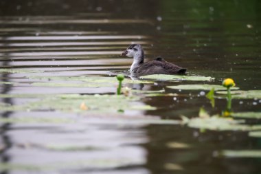 2024 gölündeki ördekler