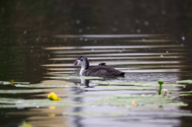 2024 gölündeki ördekler