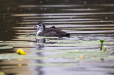 2024 gölündeki ördekler