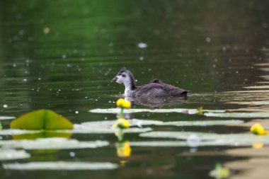 2024 gölündeki ördekler