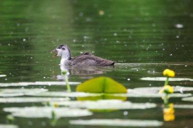2024 gölündeki ördekler