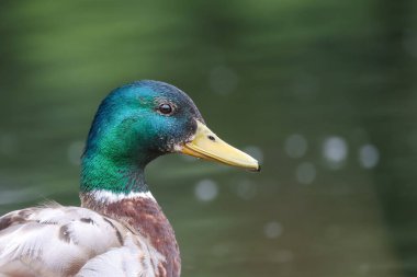 2024 gölündeki ördekler