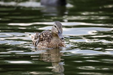 2024 gölündeki ördekler