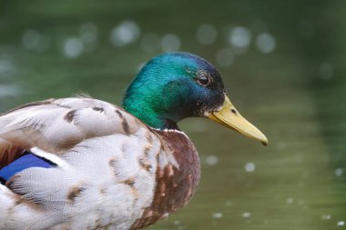 2024 gölündeki ördekler