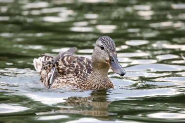 2024 gölündeki ördekler