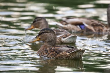 2024 gölündeki ördekler