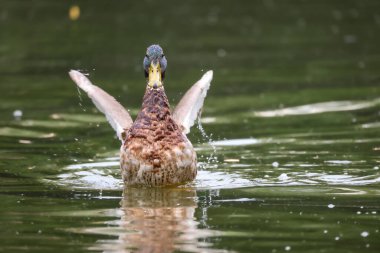 2024 gölündeki ördekler