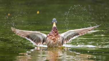 2024 gölündeki ördekler