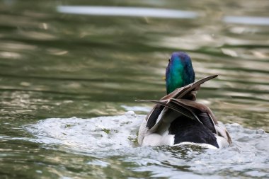 2024 gölündeki ördekler