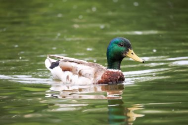 2024 gölündeki ördekler