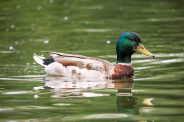 2024 gölündeki ördekler