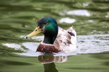 2024 gölündeki ördekler