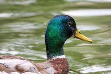 2024 gölündeki ördekler