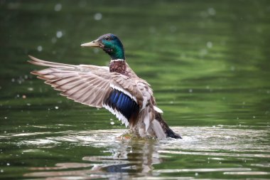 2024 gölündeki ördekler