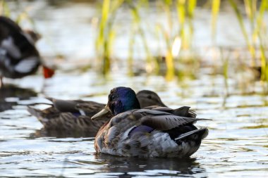 2024 gölündeki ördekler