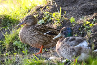 2024 gölündeki ördekler