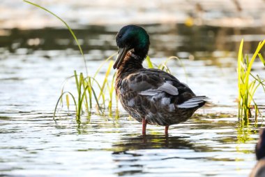 2024 gölündeki ördekler