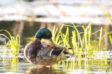 2024 gölündeki ördekler