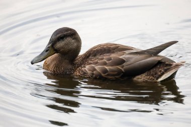 2024 gölündeki ördekler