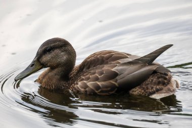 2024 gölündeki ördekler