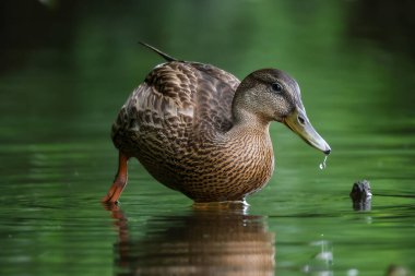 2024 gölündeki ördekler