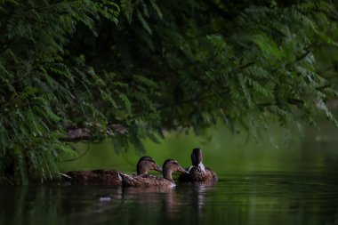 2024 gölündeki ördekler