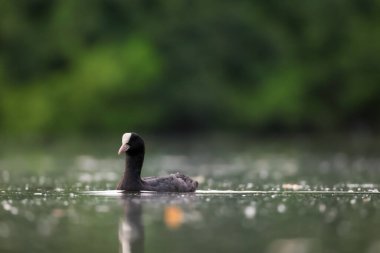 2024 gölündeki ördekler