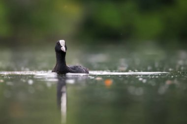 2024 gölündeki ördekler