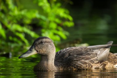 2024 gölündeki ördekler