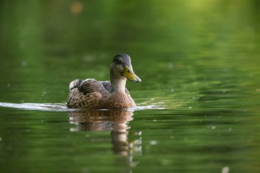 2024 gölündeki ördekler