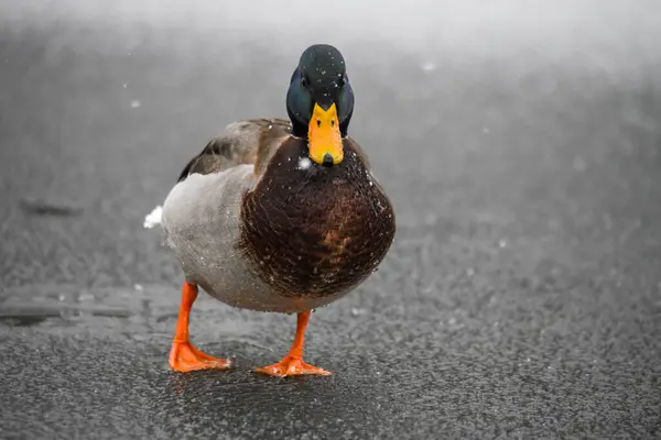 2024 gölündeki ördekler