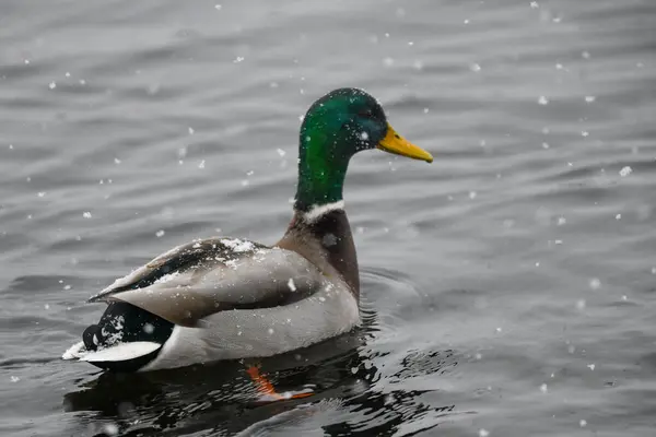 2024 gölündeki ördekler