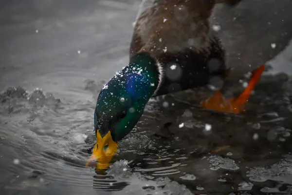 2024 gölündeki ördekler