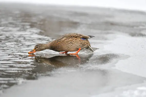 2024 gölündeki ördekler