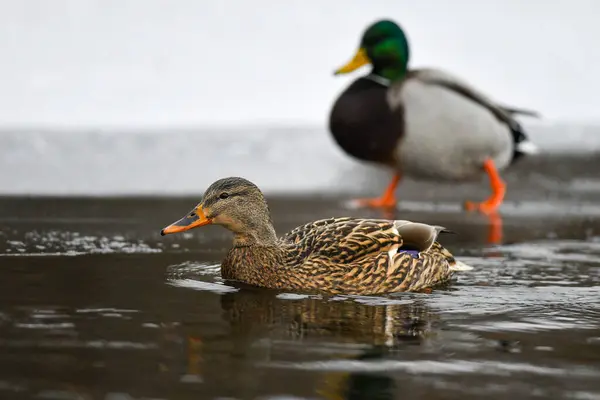 2024 gölündeki ördekler