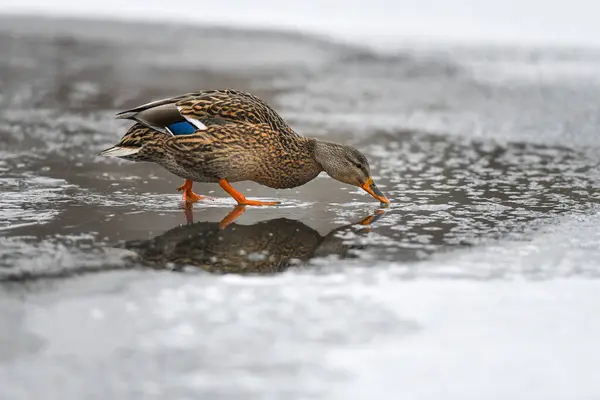 2024 gölündeki ördekler
