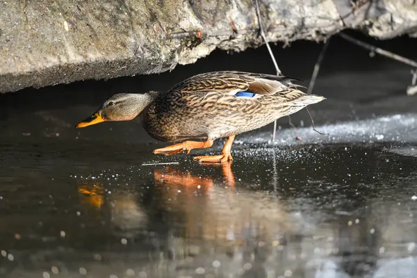2024 gölündeki ördekler