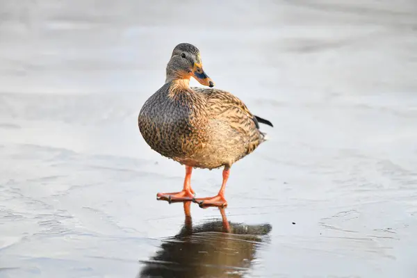 2024 gölündeki ördekler