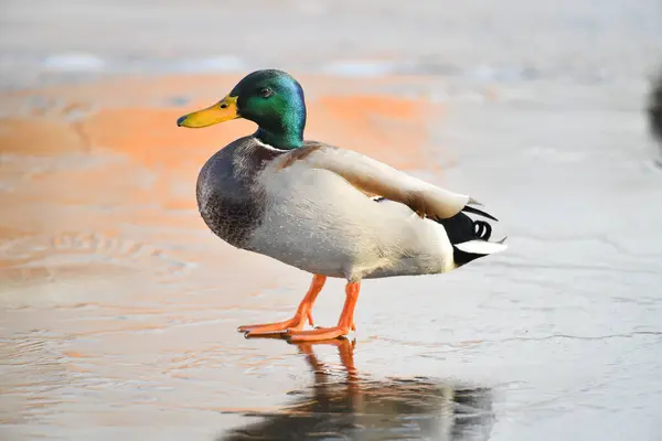 2024 gölündeki ördekler