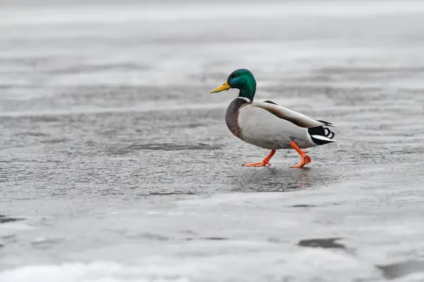 2024 gölündeki ördekler