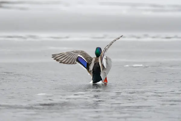 2024 gölündeki ördekler
