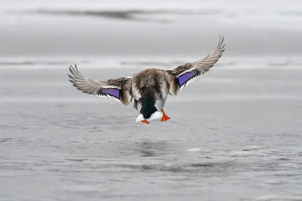 2024 gölündeki ördekler